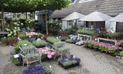 bloemen en planten vvbvanbree     1163